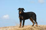 BEAUCERON - PUPPIES 215